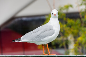 Obraz premium Beautiful white seagull in city.