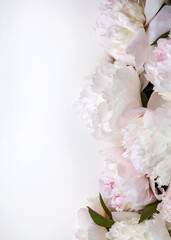 Picture with peonies