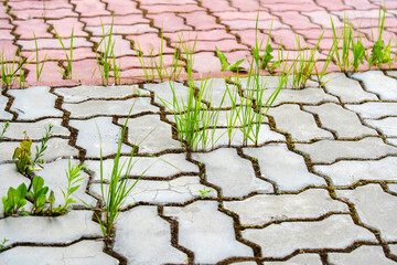 Unkempt road made of paving stones with sprouted grass.