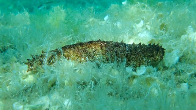 Close-up of Cotton-spinner or Tubular sea cucumber (Holothuria tubulosa) 4K - 60 fps. Adriatic Sea, Montenegro, Europe