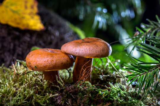 Image with mushrooms.