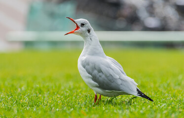 Beautiful white seagull on the grass.