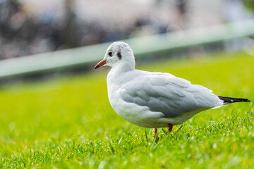 Beautiful white seagull on the grass.