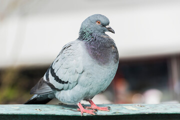 Beautiful pigeon portrait photo.