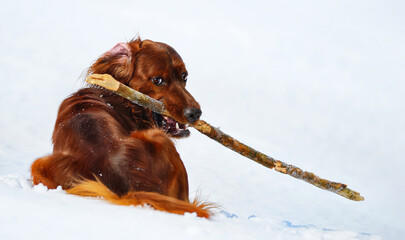 Dog breed Irish Red Setter with stick.