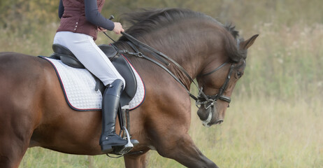 Horsewoman riding horse.