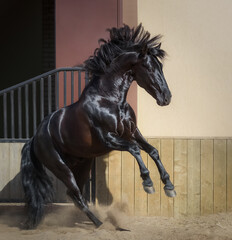 Beautiful black Andalusian horse play in paddock.