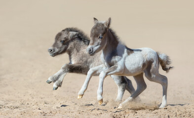 American miniature horse. Two newly born foals with blue eyes.