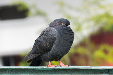 Beautiful black pigeon portrait photo.