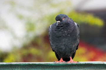 Beautiful black pigeon portrait photo.