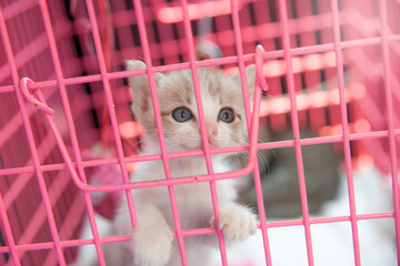 baby cats in pink color cage © noppadon