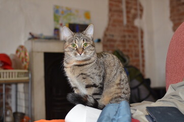cat