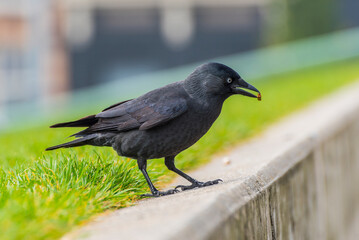 Crow on the green grass.