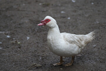 white duck in the park