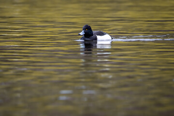 Common porron swimming in a lake