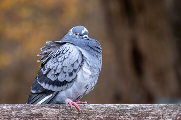 Retrato de una paloma