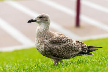 Beautiful white seagull in city.