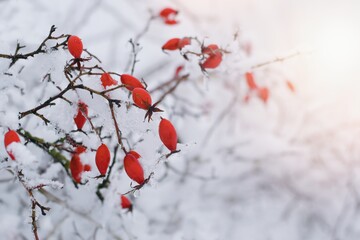 Beautiful red rose hips covered by snow