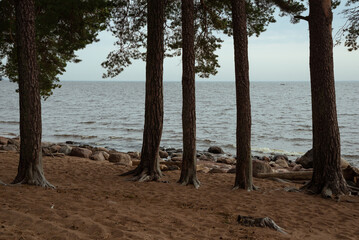 Five parallel pine trunks on a sandy beach against the background of the sea