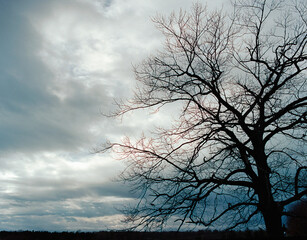 Sky and Silhouetted Tree
