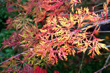 Naklejka na ściany i meble Fächer-Ahorn Hybride (Acer palmatum) mit rotem Herbstlaub