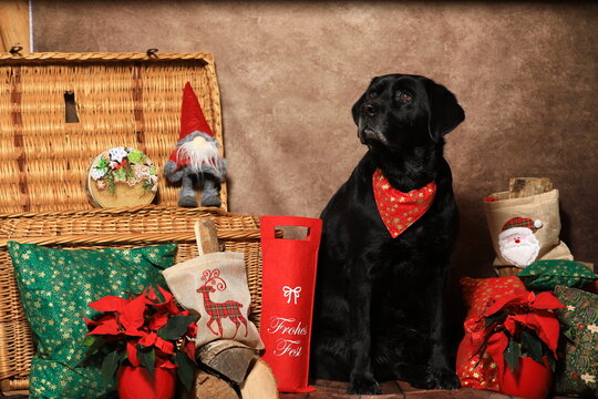 Weihnachtslabrador