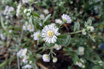 Einjähriges Berufkraut (Erigeron annuus) - Raureif auf Blüten