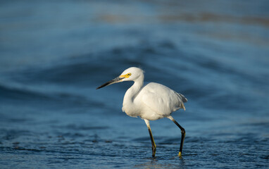 Snowy Egret looking for fish at the river
