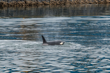 dolphin in the water © GSheckells