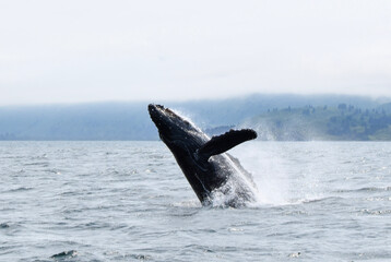 humpback tail