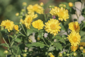 Blooming Yellow Chrysanthemum Flower Field.