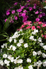 Fototapeta premium White Geranium flower on a sunny day
