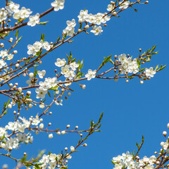 apple blossom in spring