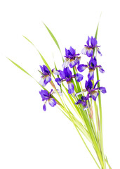 Purple irises on a white background. The view from the top. Holiday greeting card for Valentine's Day, women's day, mother's Day, Easter!