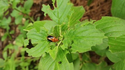 ladybird on a leaf