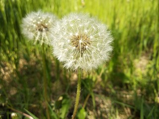 dandelion