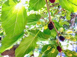 mulberry