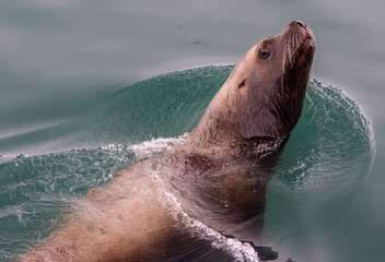 sea lion resting