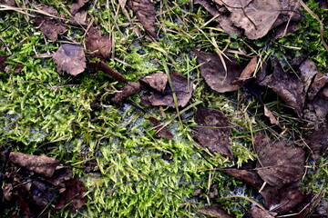 fallen leaves in frozen moss