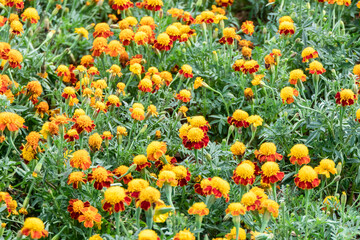 The yellow marigold blooming in the garden.
