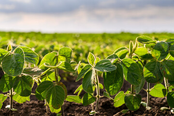 Open soybean field at sunset.