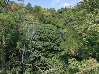 vineyard in the morning
