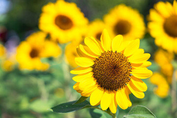 Beautiful sunflower in a garden.