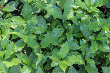 Coffee plant coffea arabica field.