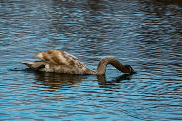 Teenage swan cyngus swimming on the lake young bird peacefully looking for food