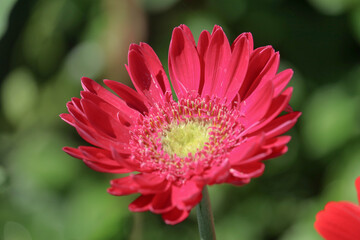Close up to red chrysanthemum flower in a garden