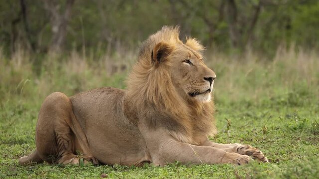 Adult male African Lion with mohawk mane sitting on windy savanna