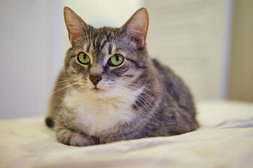 Gray cat lies on the sofa in the room and looks at the camera with green eyes