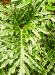 A philodendron plant leaf shot closeup with a vintage 1960s manual focus lens