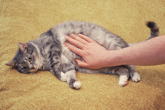 A man hand strokes a cat on a sore stomach. Yellow bed in room, copy space